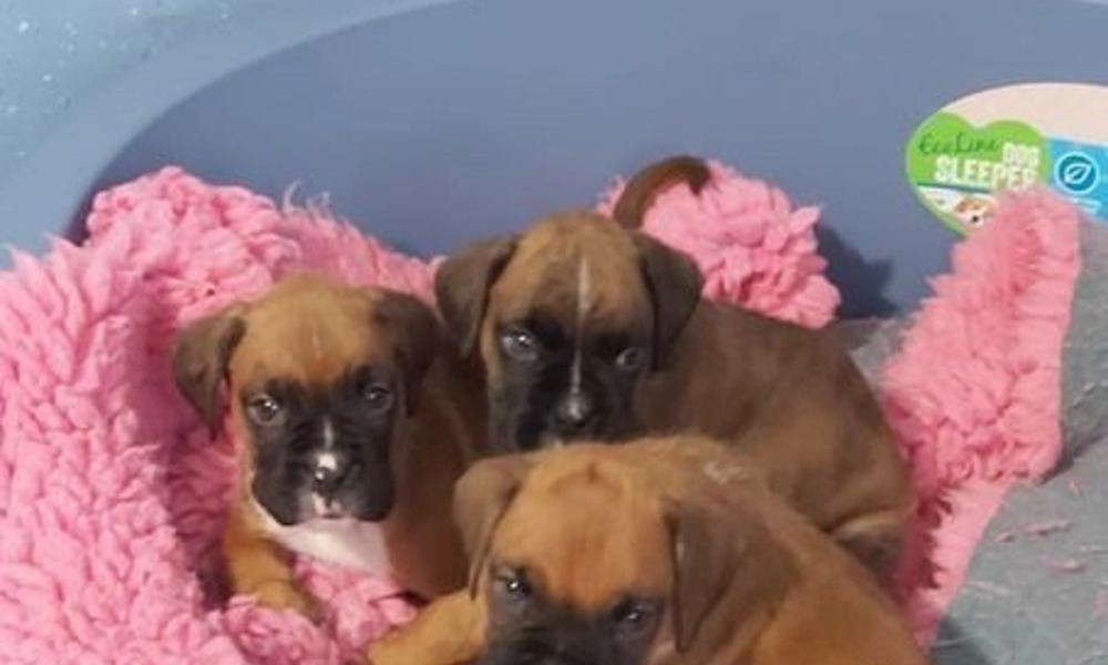 *** Boxer Puppies *** Available ***