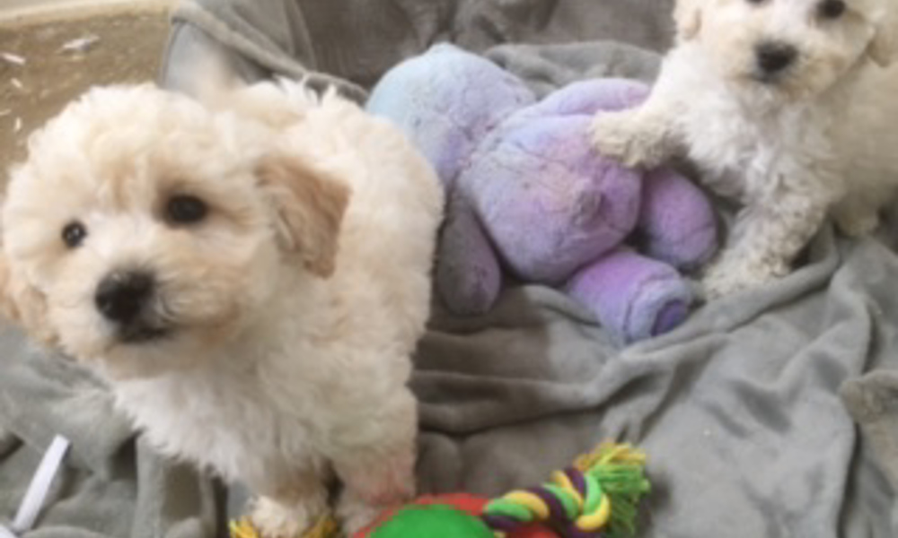 ADORABLE POOCHON  BOY PUPPIES - READY TO JOIN 5* FAMILIES