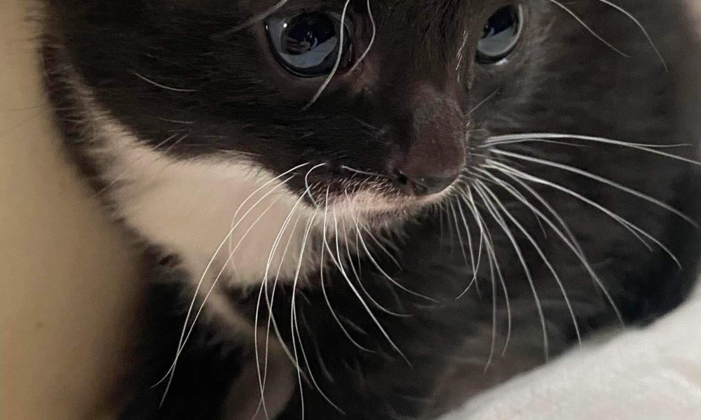 5 beautiful black/ white kittens