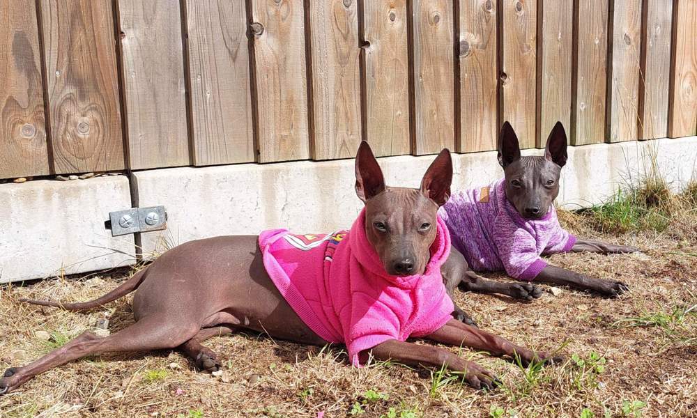 RARE American hairless terrier puppies 