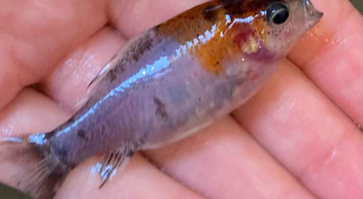 Baby Goldfish 