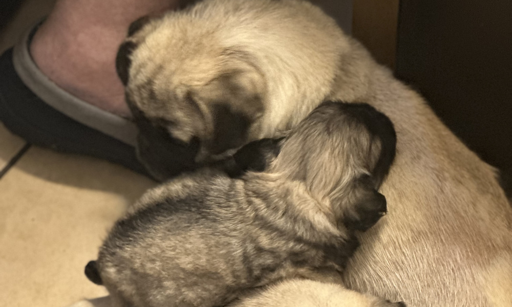 2 pure pug puppies  ready now 