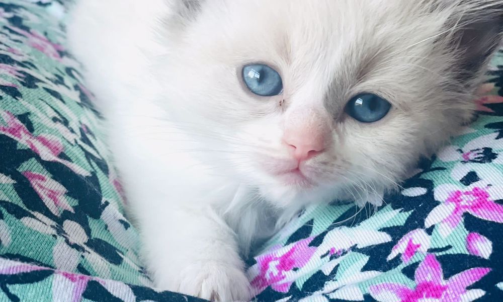 Ragdoll kittens ready for new home 