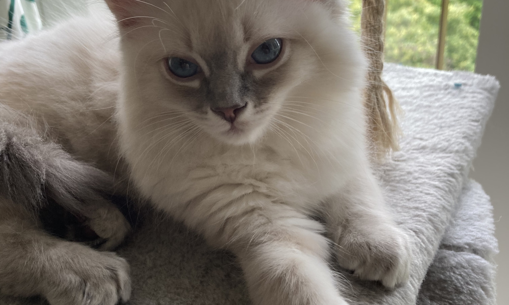 Pure Ragdoll kittens available (litter of 5) 