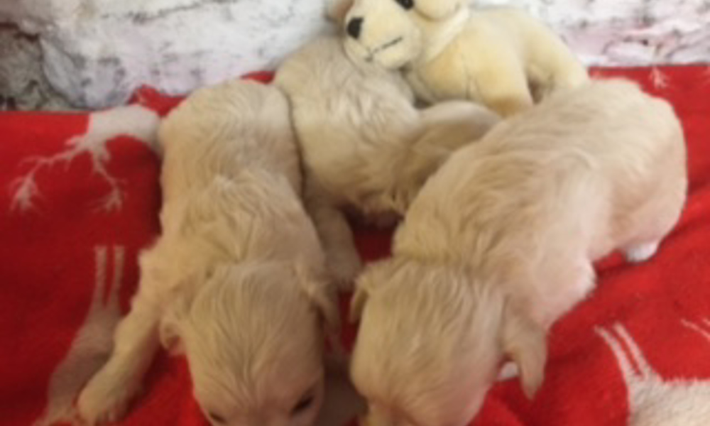 STUNNING HYPOALLERGENIC MALTIPOOCHON PUPPIES - SO CUTE AND CUDDLY