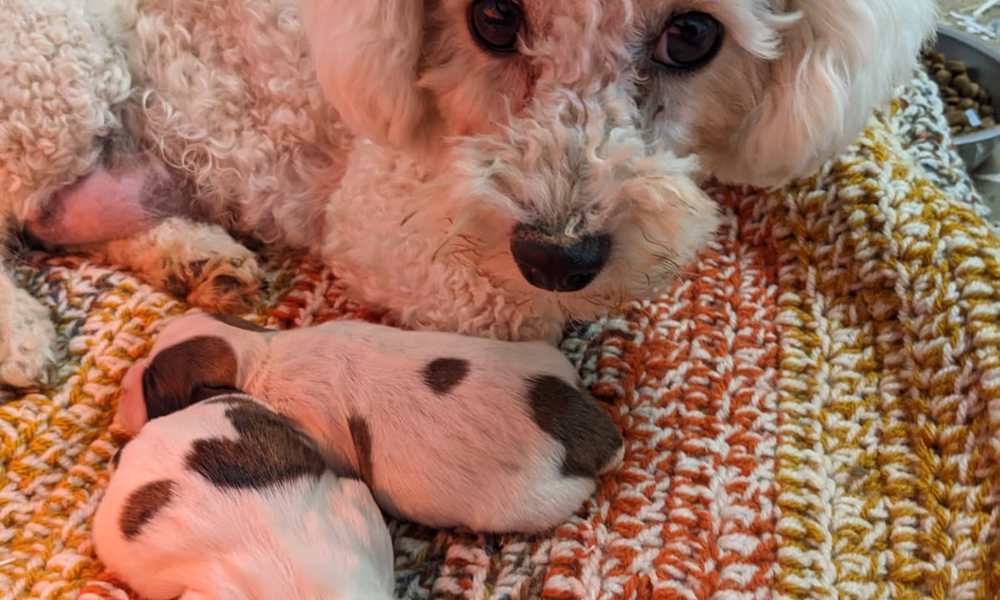 CAPTIVATING BICHON FRISE X SHIHTZU PUPPIES, ready for new homes mid june