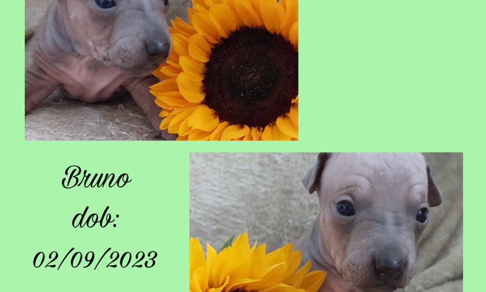RARE American hairless terrier puppies 