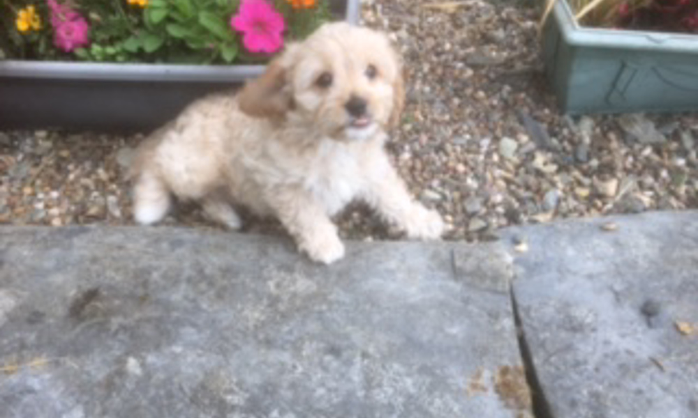 DELIGHTFULDAISY - ADORABLE CAVAPOO GIRL, - ready nnow  also stunning cavapoochon puppies ready in august