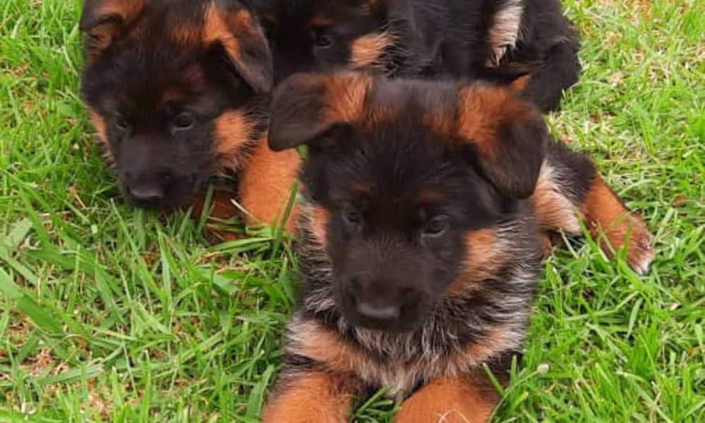 Purebred German Shepherd Puppies