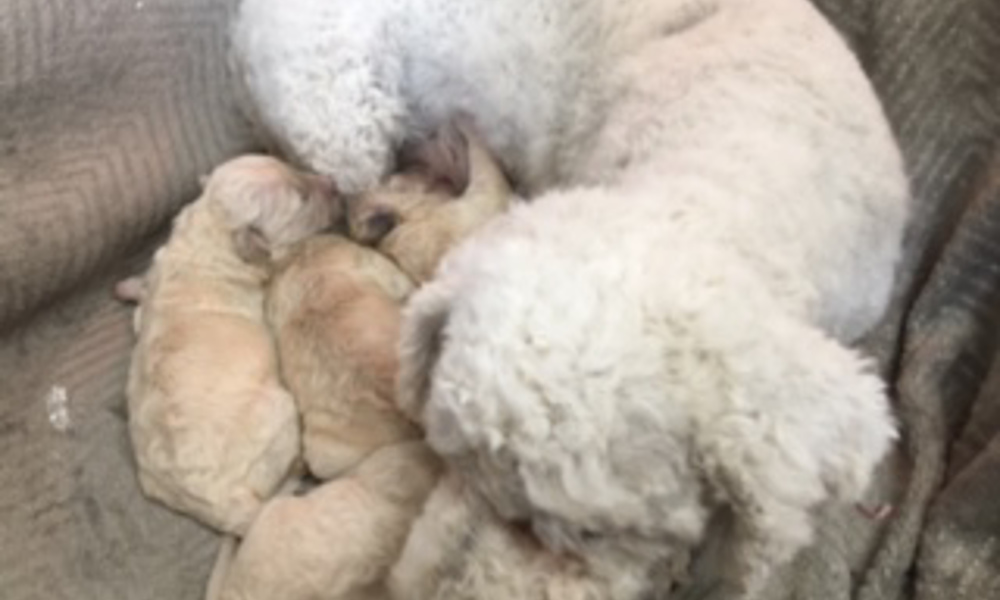 CUTE AND CUDDLY HYPOALLERGENIC POOCHON PUPPIES