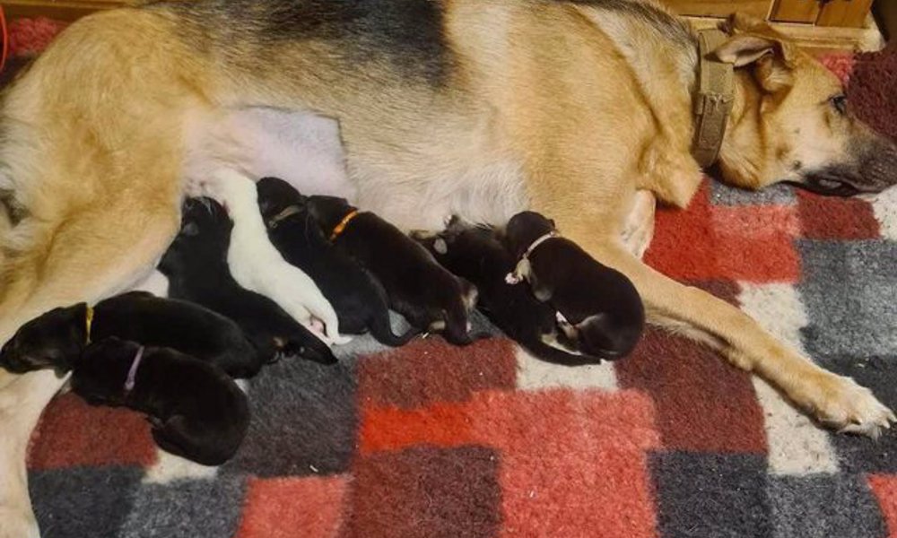 German Shepherds puppies looking loving family
