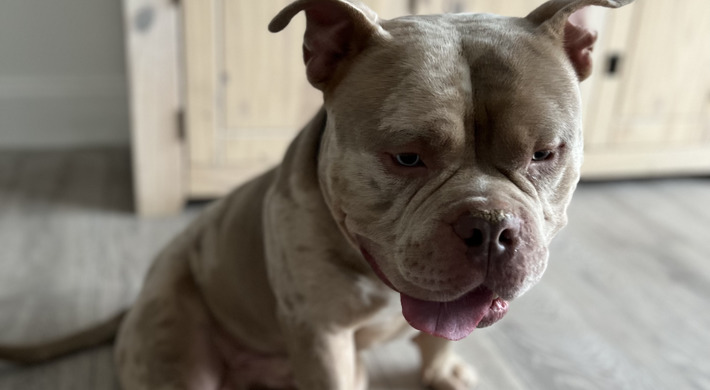 2 Year Old Lilac Merle Pocket Bully needs rehoming