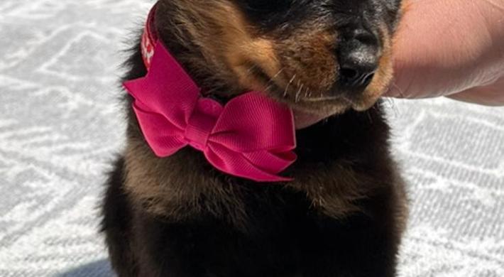 Gorgeous Full-bred Champion Bloodline Rottweiler puppies.