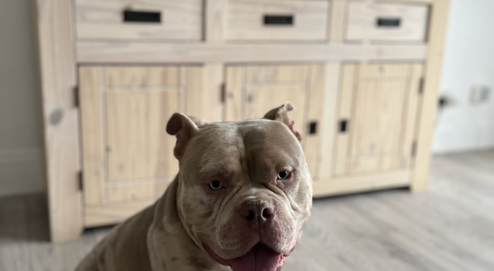 2 Year Old Lilac Merle Pocket Bully needs rehoming