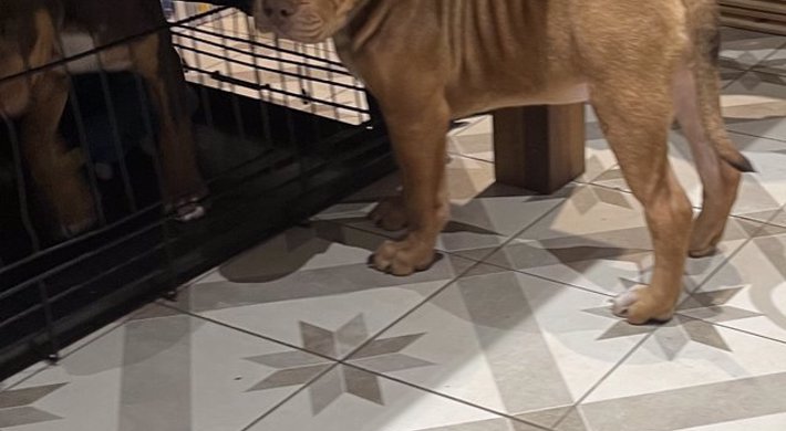XL BULLY looking for forever home